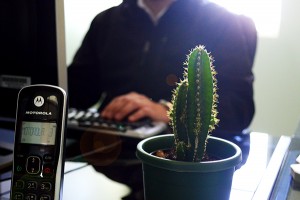 Cactus para la oficina